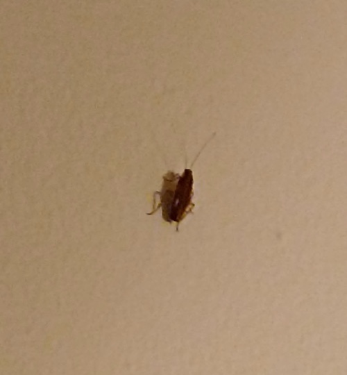 Une blatte germanique / cafard sur un mur